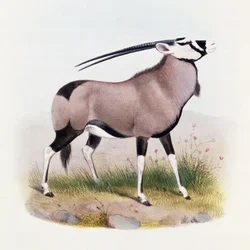 The Gemsbok, from 